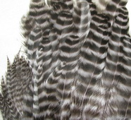 ������� ���� Hen feathers ������